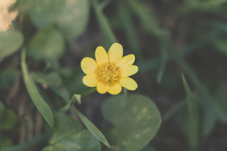 Blooming yellow flowers in the green grass on the background of the earth