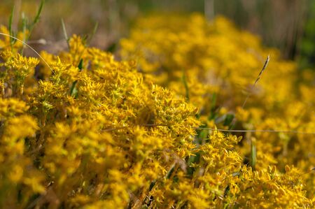 Yellow flowering moss Sedum Sexangulare Plants mats ornamental flowering moss ground cover plantsの写真素材