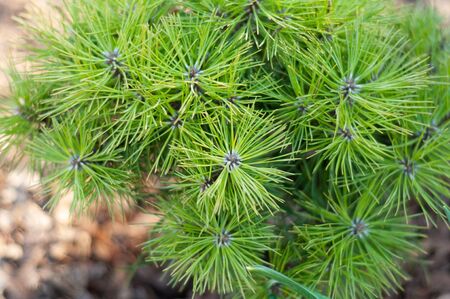 young pine tree with young green needlesの写真素材
