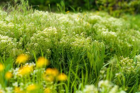 background of various green plants and tall wildflowers of white and yellow on the lawnの写真素材