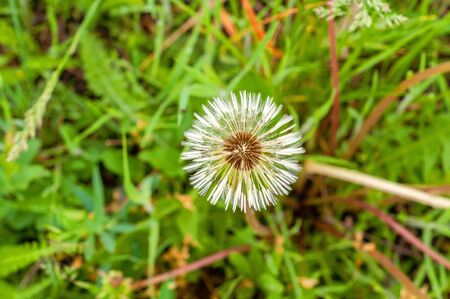Dandelion on the background of bright, rich green grass and earthの写真素材