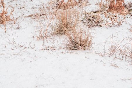 Dry grass under first fluffy white snow. Snowflakes covered yellowed grass. Cold light frosty morning. Picturesque beautiful winter landscape. Outdoors. Horizontal photo. Close-up.の写真素材