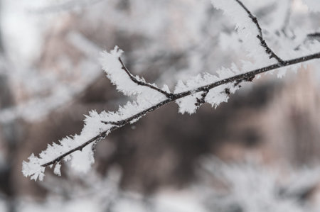Hoarfrost on small fragile tree branch. Close-up. Blurred background. Cold frosty cloudy morning. Structure of hoarfrost. Horizontal photo. Beautiful frosty fresh pattern on branch.の写真素材