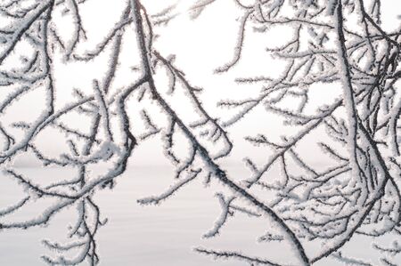 Beautiful tree branches with hoarfrost and snow. Misty colorful bright morning. Amazing winter background. Fancy branches of tree in hoarfrost as background. Winter frosty patterns on branches.の写真素材