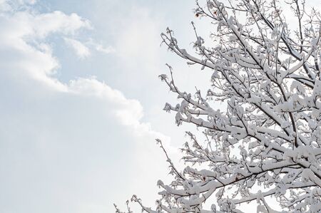 Top of snowy tree against beautiful blue sky. Branches of trees without foliage under snow. White clouds on clear sky background. Winter landscape. Bright sunny frosty winter day. Close-up.の写真素材