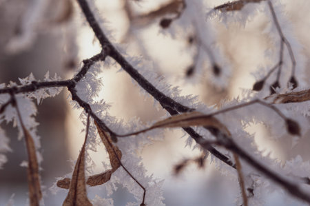 Close-up of hoarfrost on branches of linden tree. Snow-white frost covered dry linden seeds. Winter...
