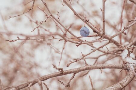 One blue round berry thorns hanging on snowy branch. Branches of winter tree. Close-up. Blurred background. First fluffy white snow slightly covers branch. Cold winter gray morning. Horizontal photo.の写真素材