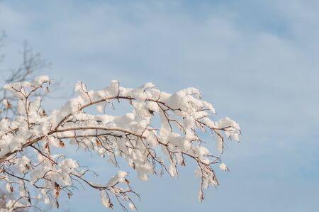 Maple branch is covered with white snow against blue sky. Winter nature. Clear beautiful frosty morning. Snow, like decor on tree branches. Winter scenic nature. Horizontal photo. Close-up.の写真素材