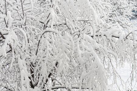 Fluffy white flakes of snow on branches of tree. Beautiful winter landscape. Sunny frosty morning. Snow covered trees in winter park. Picturesque nature in cold season. Horizontal photo. Close-up.の写真素材