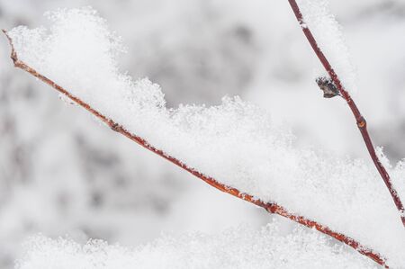 Clear lines of branch are decorated with snow. Blurred background. Close-up. Snow texture on tree branches in winter. Picturesque details of winter nature. Frosty cold morning in garden.の写真素材
