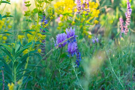 Purple Clover Flowers Growing Among Meadow Grass and Flowersの写真素材