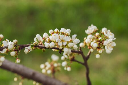 A blooming cherry tree, a branch close-up with white flowers and young green leaves, against the background of green grassの写真素材