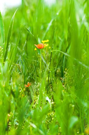 Red poppies on a background of bright green grass and foliageの写真素材