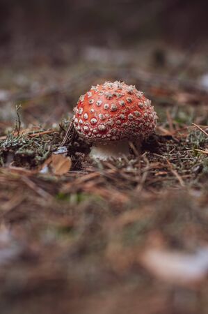 Amanita, forest mushroom with bright red hat and white dots. Mushrooms growing in forest close-up. Outdoors. Sprouted mushroom among moss and fallen pine needles.の写真素材