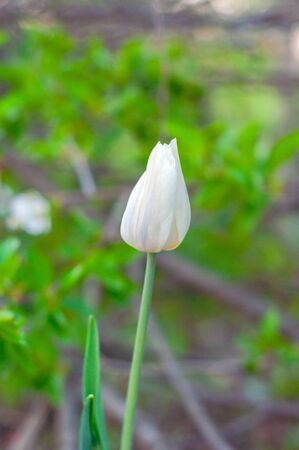 one closed white tulip close up in the gardenの写真素材
