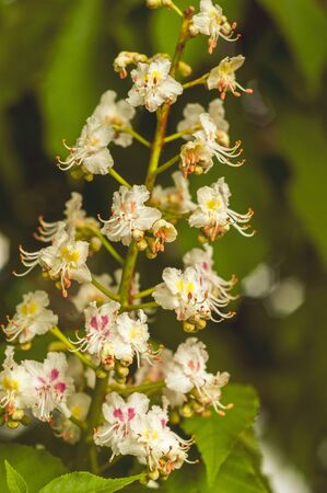 bunch of white with yellow and pink color, horse chestnut flowers on the background of green leavesの写真素材