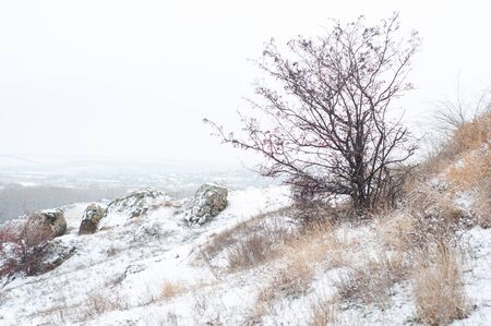 Lonely beautiful tree on snowy hill near town. Winter picturesque beautiful landscape. Clear cold light frosty sunny morning. Panoramic view from hill on winter day. Horizontal photo. Outdoors.の写真素材