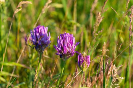 Purple Clover Flowers Growing Among Meadow Grassの写真素材