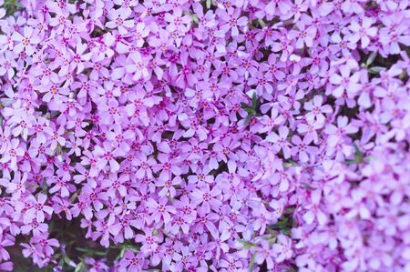 many small purple flowers buddleia with a close-up on a flowerbedの写真素材