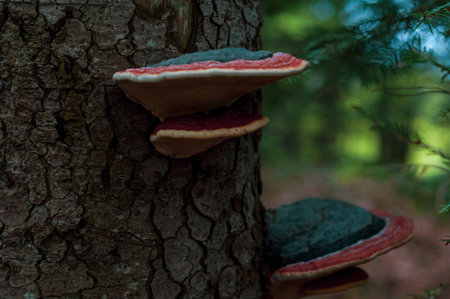 Red-brown fungus mushroom growing on tree. Close-up. Outdoors. Nature in forest. Spring season. Tree...