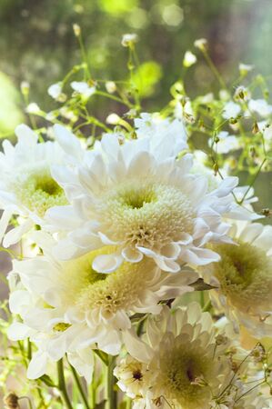 Bouquet of delicate beautiful flowers of white chrysanthemums close upの写真素材