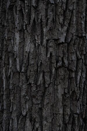 Rough old tree bark. Large texture gray bark. Vertical photo. Background for advertising banner. Outdoors.の写真素材