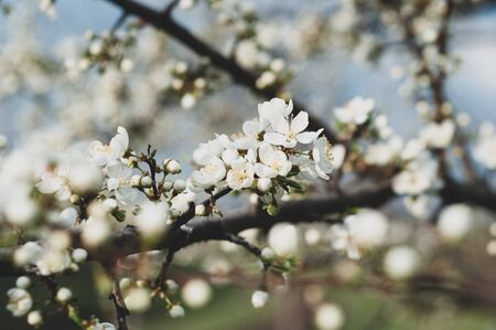 Blossoming cherry tree, a branch close-up with blooming white flowers and young green leaves against a blue skyの写真素材