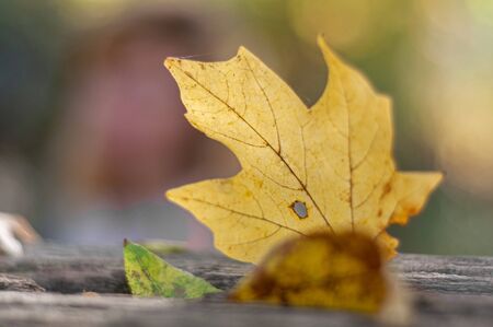 Yellow fallen maple leaf on a blurred background. Plants outdoors. Horizontal background. Bright autumn time. Colorful season.の写真素材