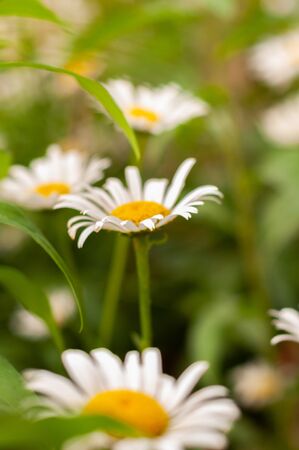 beautiful big chamomile. flowers with white petals closeupの写真素材