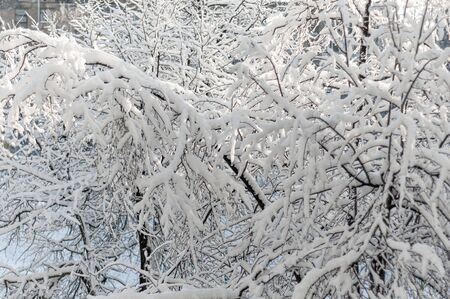 Tree branches under fluffy white snow. Close-up. Rays of bright sun illuminate winter tree. Frosty cold morning. Beautiful nature in winter. Horizontal photo. Cold season. Outdoors.の写真素材