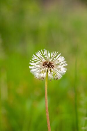 Fluffy white dandelion among green young grass on a blurred backgroundの写真素材