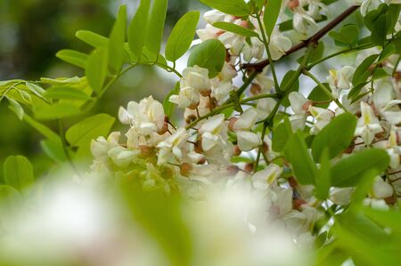 The branches of acacia on the background of dark branches and bright leavesの写真素材