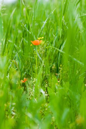 Red poppies on a background of bright green grass and foliageの写真素材