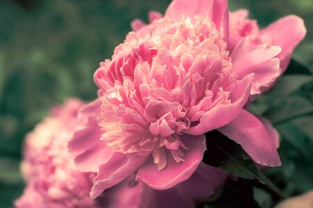 Bright peach blooming peonies on the background of grass and leavesの写真素材