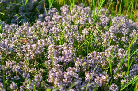 beautiful small flowers of thyme purple color close upの写真素材
