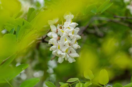 The branches of acacia on the background of dark branches and bright leavesの写真素材