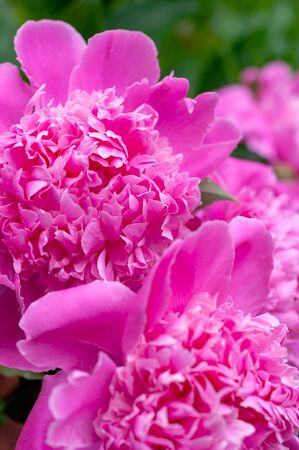 lilac opened large peony buds close up backgroundの写真素材