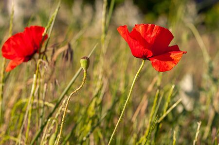 Beautiful red flowers of field poppies on a background of field grassの写真素材
