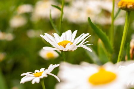 beautiful big chamomile. flowers with white petals closeupの写真素材