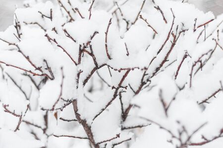 Branches of bush are covered with white snow. Close-up. Thick layer of snowflakes on branches as background. Beautiful white winter plants. In garden in winter. Cold frosty sunny morning.の写真素材