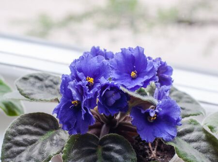 Bright blue violets with green leaves on the windowsillの写真素材