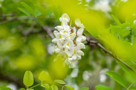 The branches of acacia on the background of dark branches and bright leavesの写真素材