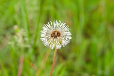 Dandelion on the background of bright, rich green grass and earthの写真素材