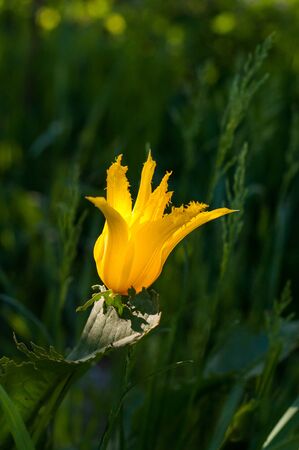 one opened bright yellow tulip on a blurred green backgroundの写真素材