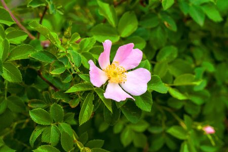 delicate pink flower of dog-rose close-up on a background of green leavesの写真素材