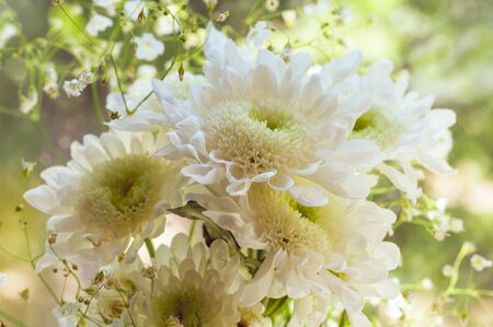 Bouquet of delicate beautiful flowers of white chrysanthemums close upの写真素材