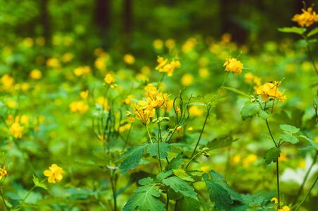 many flowers of celandine with yellow petals and yellow pistils close-up among field plantsの写真素材