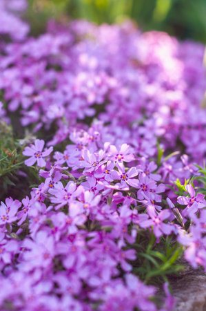 many small purple flowers buddleia with a close-up on a flowerbedの写真素材