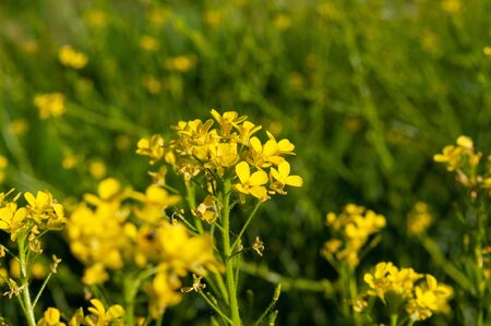 bunch of yellow flowers growing on a green stalk against a background of blurry yellow flowersの写真素材