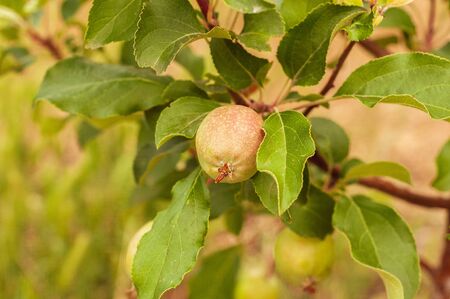 green walnut growing on a tree with green leavesの写真素材
